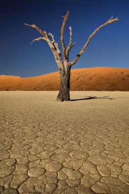 ölü vlei ağaç