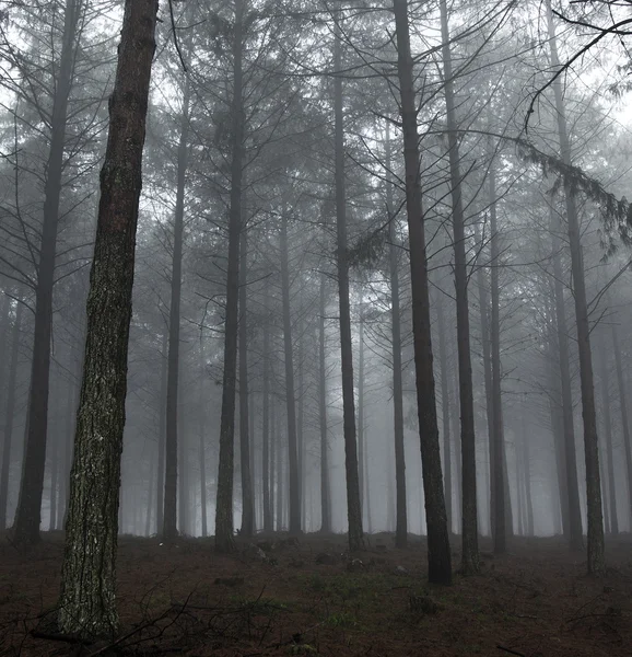 Waldnebel — Stockfoto