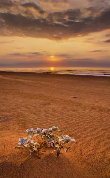 umlalazi doğa rezerv - plaj