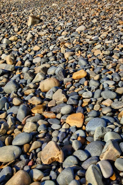 siyah kaya - salika yaban hayatı ayırmak, port st johns, eastern cape, Güney Afrika