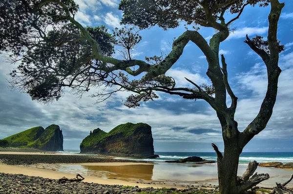 ağaç siluet - duvar