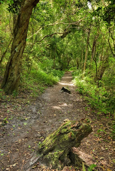 Sentier forestier - nature sauvage — Photo