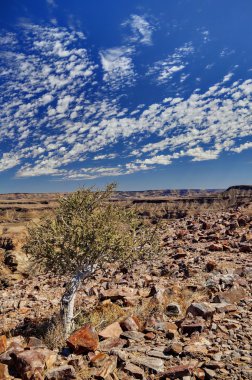 çöl ağaç - Namibya