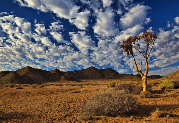 Richtersveld Quiver Tree