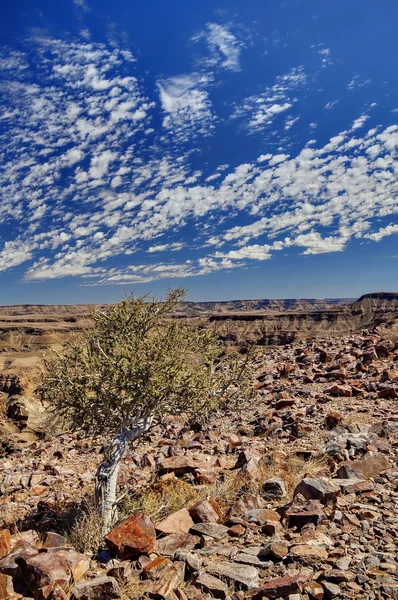 çöl ağaç - Namibya