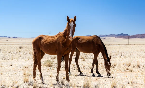 Feral horses — Stock Photo, Image