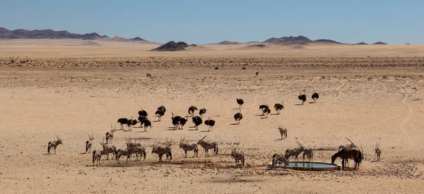 Desert waterhole — Stock Photo, Image