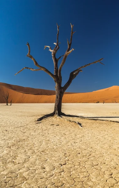 Sossusvlei Deadvlei Namibia — Stock Photo, Image