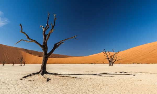Sossusvlei deadvlei Namibya
