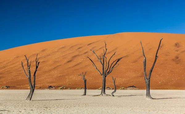 Sossusvlei Deadvlei Namibia — Stock Photo, Image