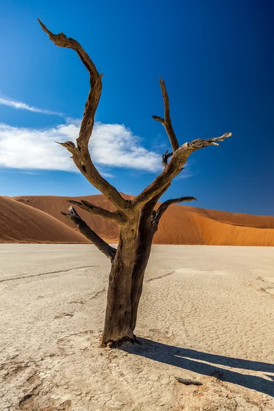 Sossusvlei deadvlei Namibya