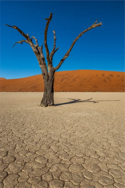 ソーサス フライ deadvlei ナミビア ストック写真