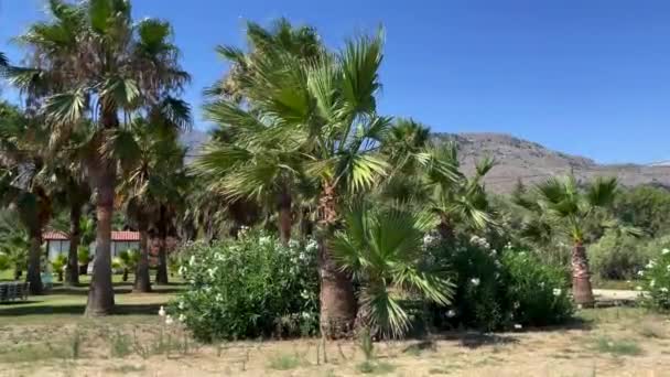 希腊克里特岛上的棕榈树和开着花的兰花灌木的美丽景色 — 图库视频影像