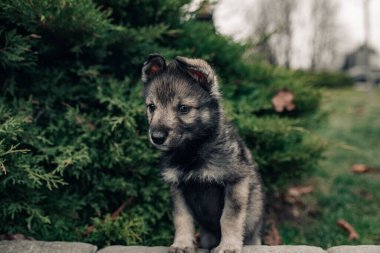 Küçük kurt benzeri bir köpek yavrusu ardıç arasında oynuyor..