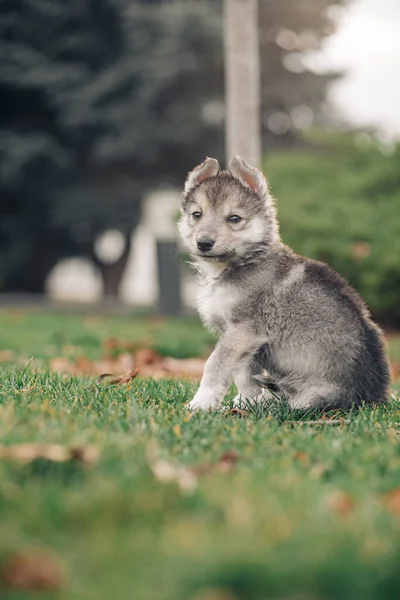 늑대닮은 강아지 잔디밭의 있습니다 — 스톡 사진