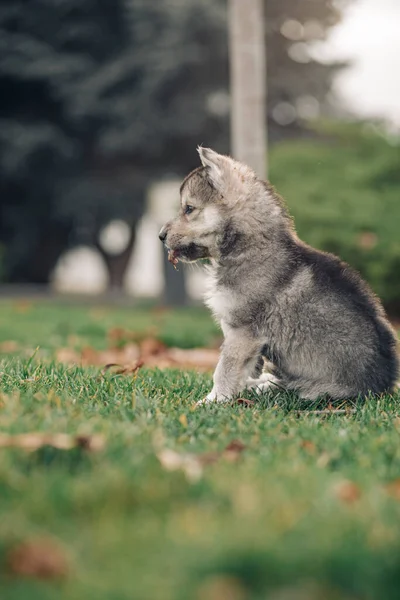 Kleine Wolf Achtige Puppy Zit Het Groene Gras Het Gazon — Stockfoto