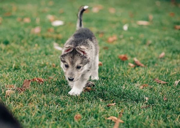 Pequeño Cachorro Tipo Lobo Está Caminando Sobre Hierba Verde Césped —  Fotos de Stock