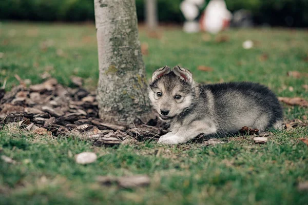 小さなオオカミのような子犬が芝生の上の緑の芝生の上に横たわっている — ストック写真