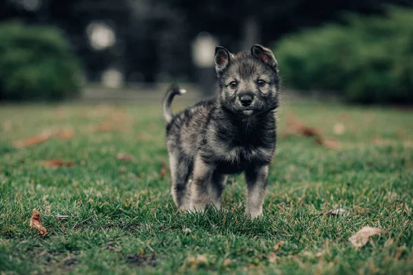 小さなオオカミのような子犬が芝生の上の緑の芝生の上を歩いている — ストック写真