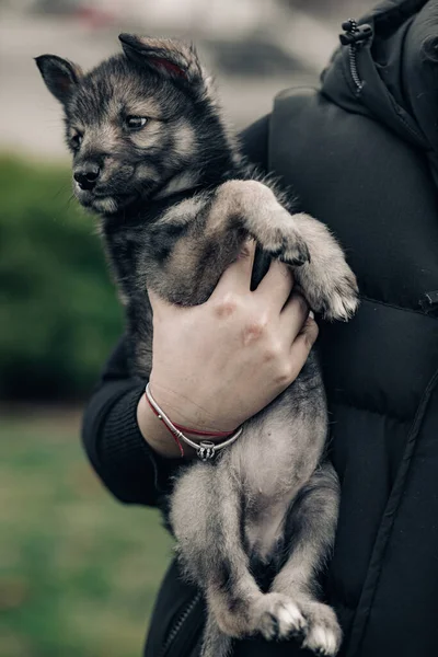 Vrouw Houdt Draagt Kleine Wolf Achtige Puppy Haar Armen — Stockfoto