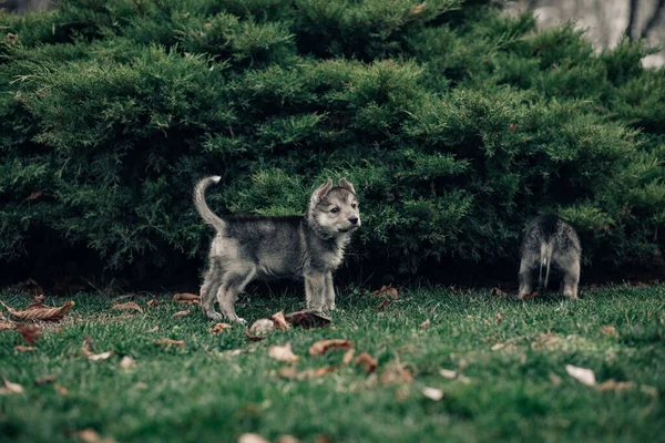 2匹のオオカミのような子犬がジュニパー近くの芝生で遊んでいます — ストック写真