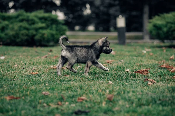 小さなオオカミのような子犬が芝生の上の緑の芝生の上を歩いている — ストック写真
