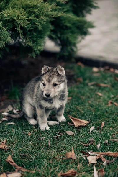 小さなオオカミのような子犬が歩道の近くにジュニパーと芝生の上に座っています — ストック写真