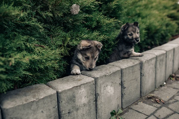 歩道近くのジュニパーの間で2匹のオオカミのような子犬が遊んでいる — ストック写真