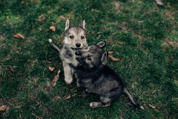 Dois Filhotes Lobo Pequenos Estão Brincando Grama Verde Gramado — Fotografia de Stock