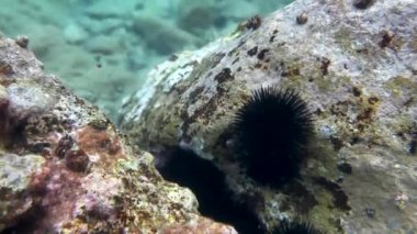 Deniz kestaneleri Akdeniz 'in dibindeki kayanın kenarında otururlar. Sualtında yakın çekim..