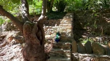 Zarif ve renkli tavus kuşu, eski gölgeli bahçedeki taş merdivenlerden bitki arka planına doğru yürür..