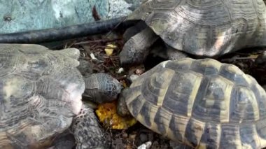 Karasal kaplumbağalar teraryumda düşen portakal meyvelerini yerler. Yakın çekim..