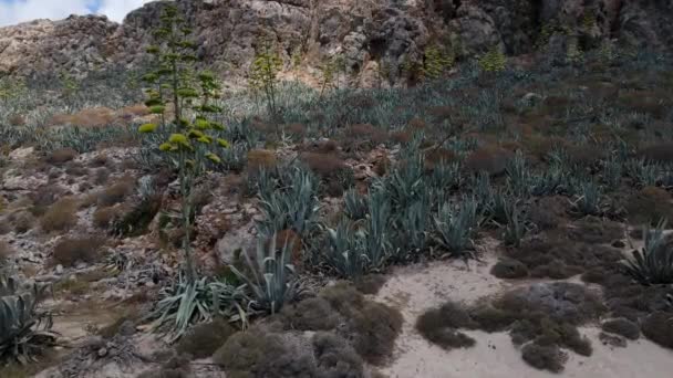 Uitzicht Rotsachtige Woestijn Begroeid Met Bloeiende Agave Planten — Stockvideo