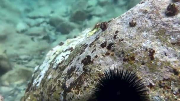 Deniz Kestaneleri Akdeniz Dibindeki Kayanın Kenarında Otururlar Sualtında Yakın Çekim — Stok video