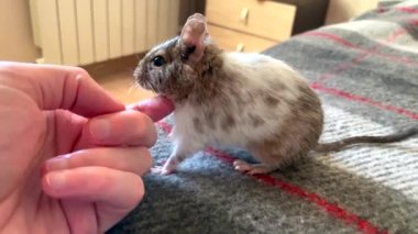 İnsan eli, beyaz benekli Şili sincabı degu 'yu okşarken ekosenin arka planında oturuyor. Yakın çekim..