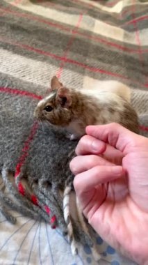 İnsan eli, beyaz benekli Şili sincabı degu 'yu okşarken ekosenin arka planında oturuyor. Yakın çekim..