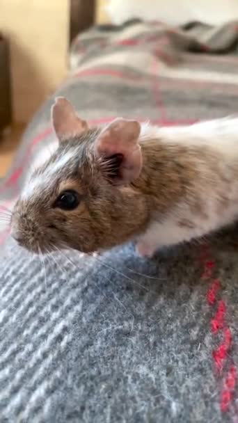 Coups Main Humaine Blanc Tacheté Écureuil Chilien Degu Assis Sur — Video