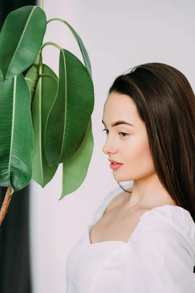 Portret Młodej Brunetki Obok Ficus Houseplant — Zdjęcie stockowe