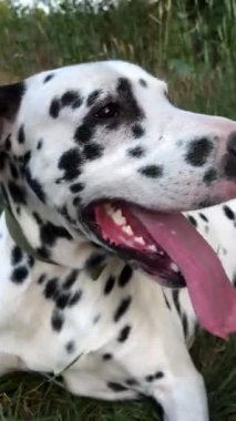 Yorgun Dalmaçyalı köpek sık sık dışarı çıkmış dili ve nefesi ile çimenlere uzanıyor ve dinleniyor.. 
