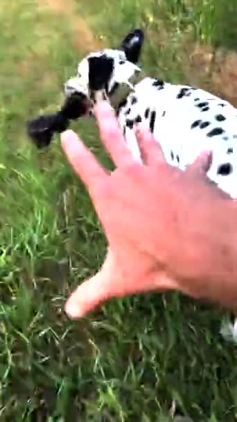 Young Dalmatian Dog Plays Man Runs Grass Rope Its Teeth — Stock Video