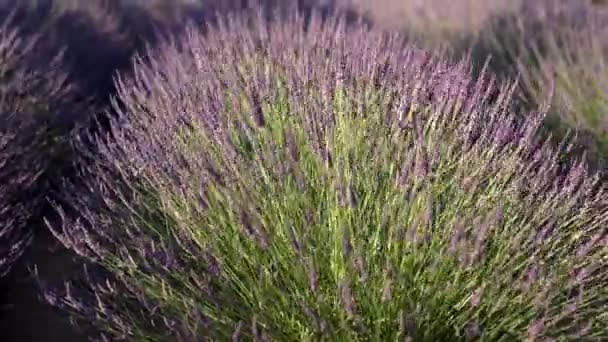 Vista Filari Lavanda Piantagione Con Ondeggiamento Nei Fiori Del Vento — Video Stock