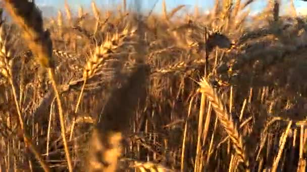 Close Shooting Ripe Yellow Wheat Ears Field Background Blue Sky — Stock videók