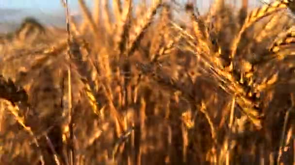Close Shooting Ripe Yellow Wheat Ears Field Background Blue Sky — Vídeos de Stock