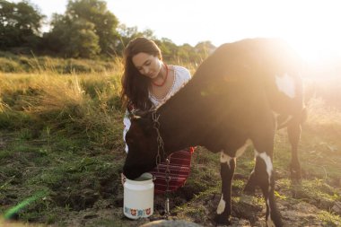 Young Ukrainian woman waters the calf from water can in traditional national embroidered shirt and skirt on pasture at sunset. Ethnic ukrainian national clothes style, embroidered shirt. Rural scene.