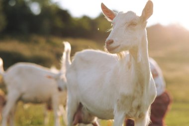 White goats graze on pasture at sunset. Rural scene.