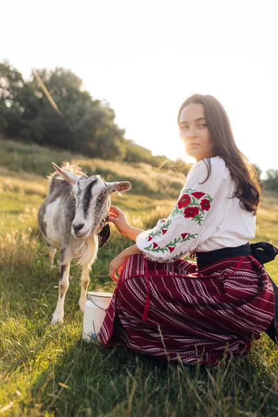 Young Ukrainian woman waters the goat from water can in traditional national embroidered shirt and skirt on pasture at sunset. Ethnic ukrainian national clothes style, embroidered shirt. Rural scene.