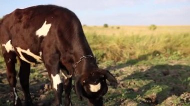Spotted black white calf with chain on it neck is on pasture. Rural scene.