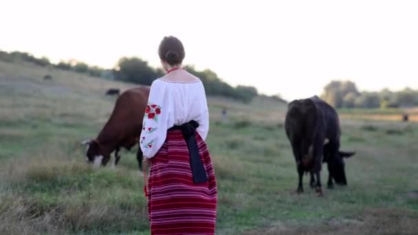 Young Ukrainian Woman Walks Pasture Grazing Cows Traditional National Embroidered — Stock video