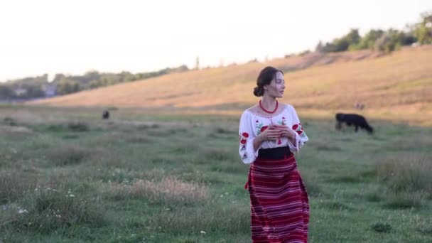 Young Ukrainian Woman Walks Pasture Grazing Cows Traditional National Embroidered — Video