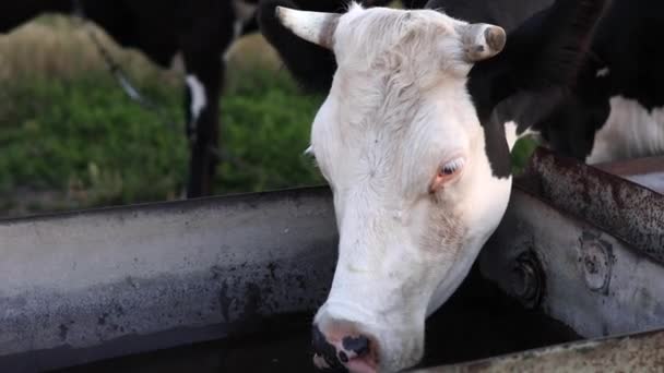 Cow Drinks Water Tank Pasture Closeup Rural Scene — Stock Video